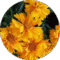 Juli L. Avatar